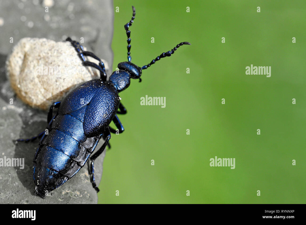 Black oil beetle, Meloe proscarabaeus, looks around the corner with copy space Stock Photo
