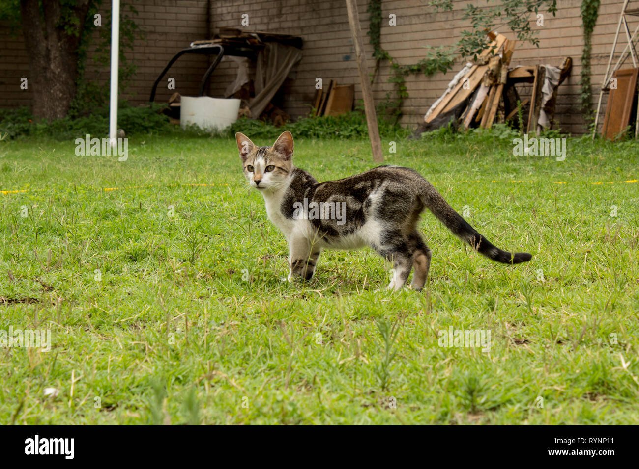 Really cute small kitten in the backyard. Lindo Gatito jugando en el patio trasero. Stock Photo