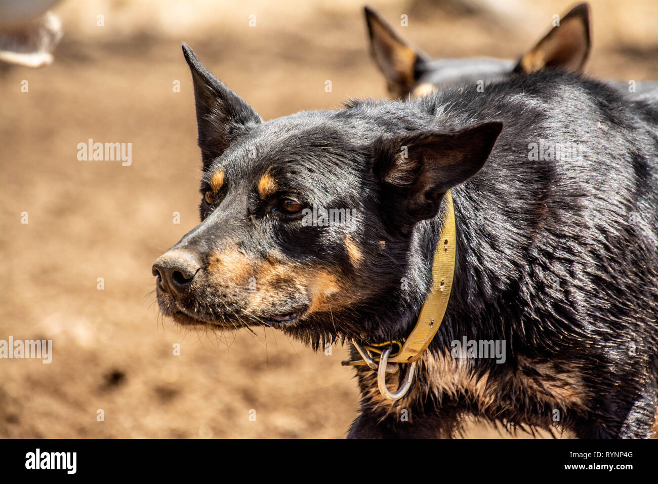 Australian Working Kelpie Stock Photo Alamy