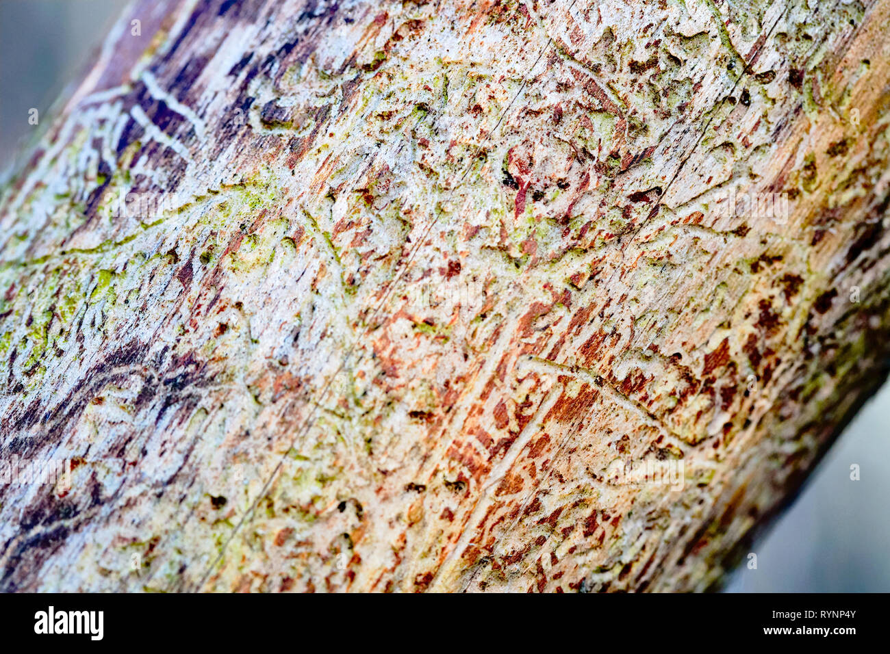 Pine tree wood eroded in wormholes suffers from bark beetle infection diagonally on out of focus blurred background. Stock Photo