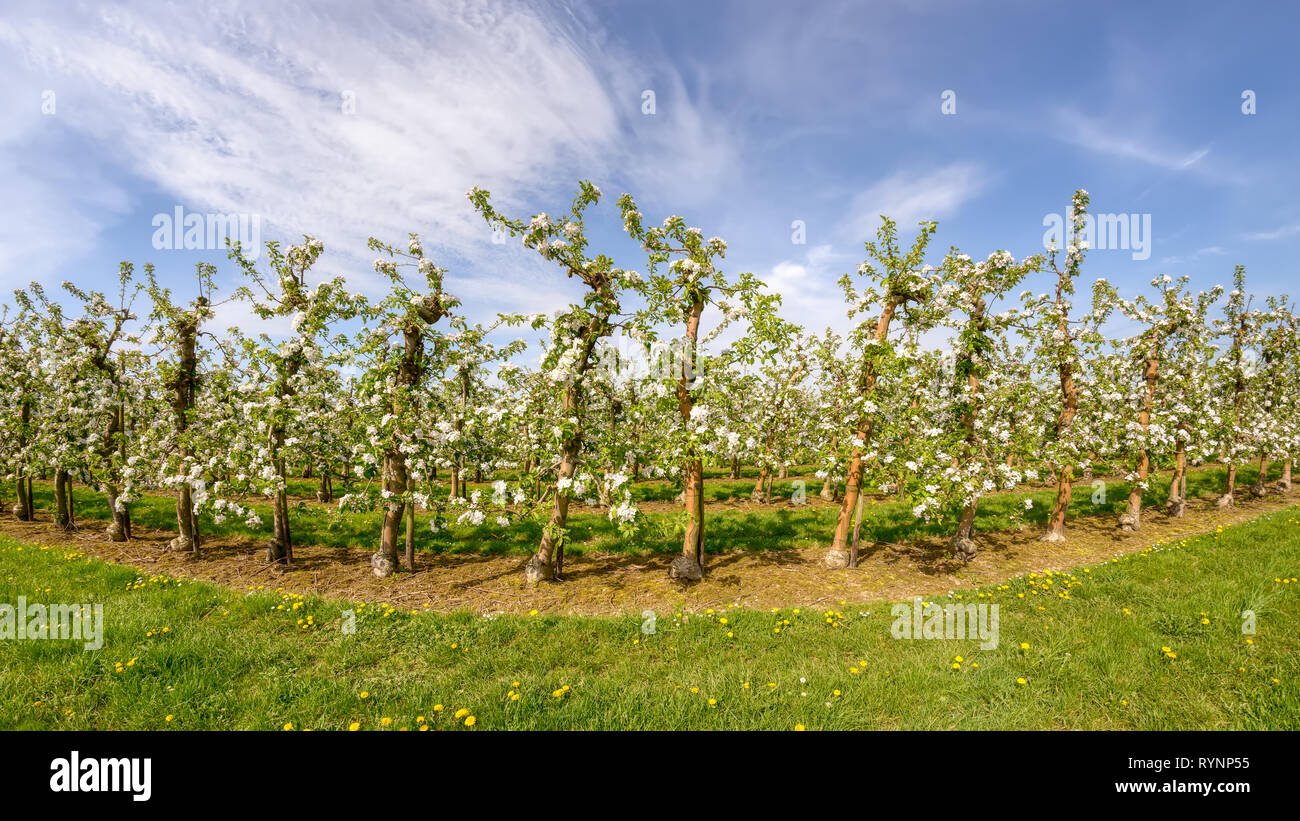 Apple tree plantation, rows of grafting trees during the fruit blooming period on a sunny day with blue sky in spring, Rhineland, NRW, Germany Stock Photo