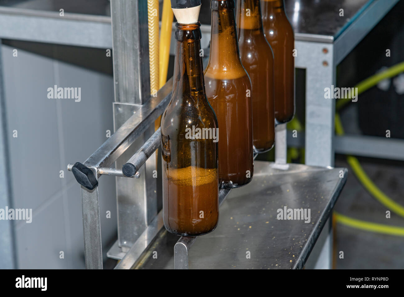 craft beer brewery. Final step of pouring a fresh beer into a bottle