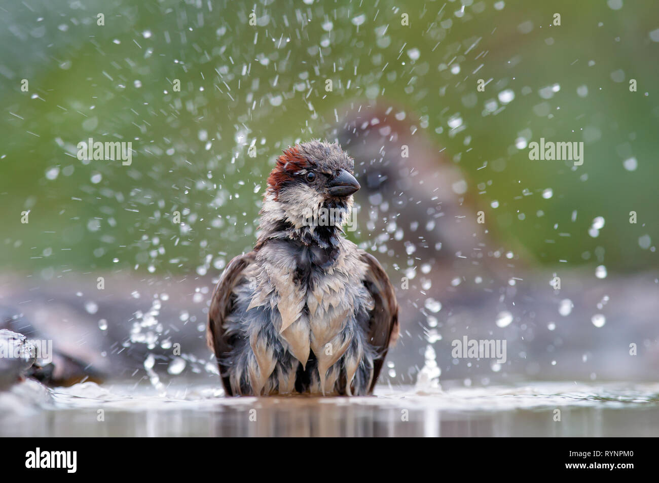 House sparrow bathing with a lot of drips Stock Photo