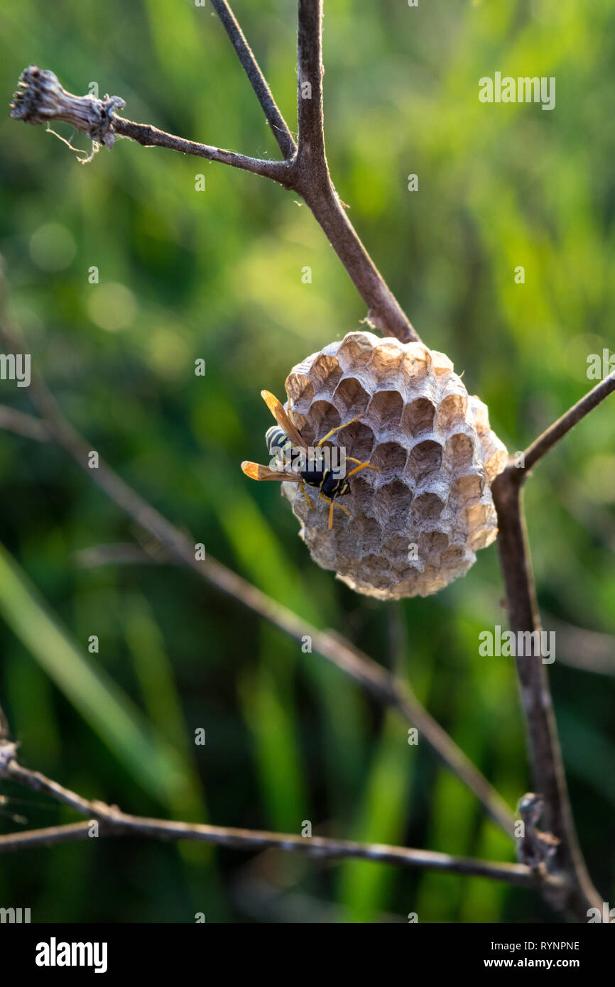 Small Insect Nests Small wasp nest in open field at daylight Stock Photo - Alamy
