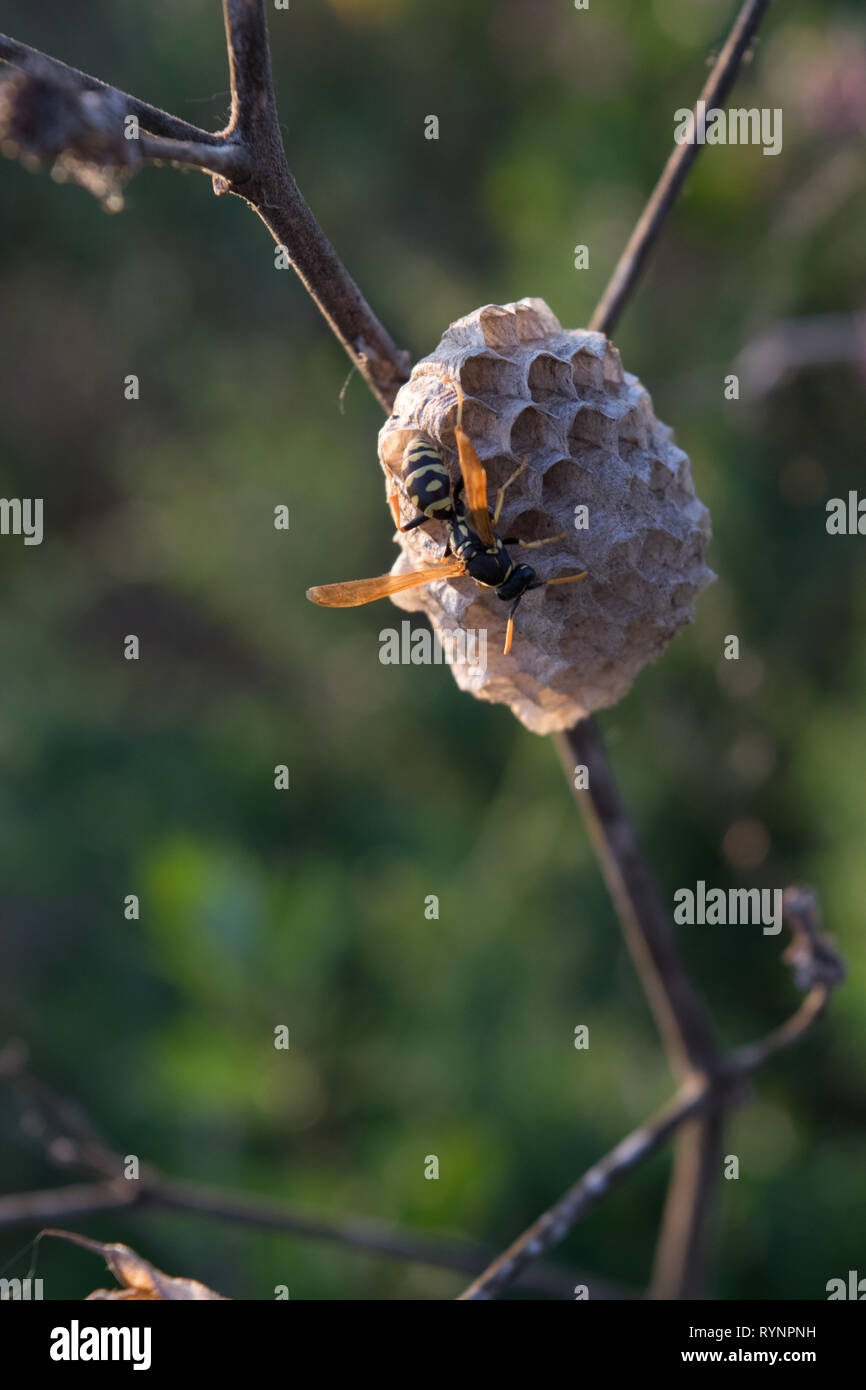 Small Insect Nests Small wasp nest in open field at daylight Stock Photo - Alamy