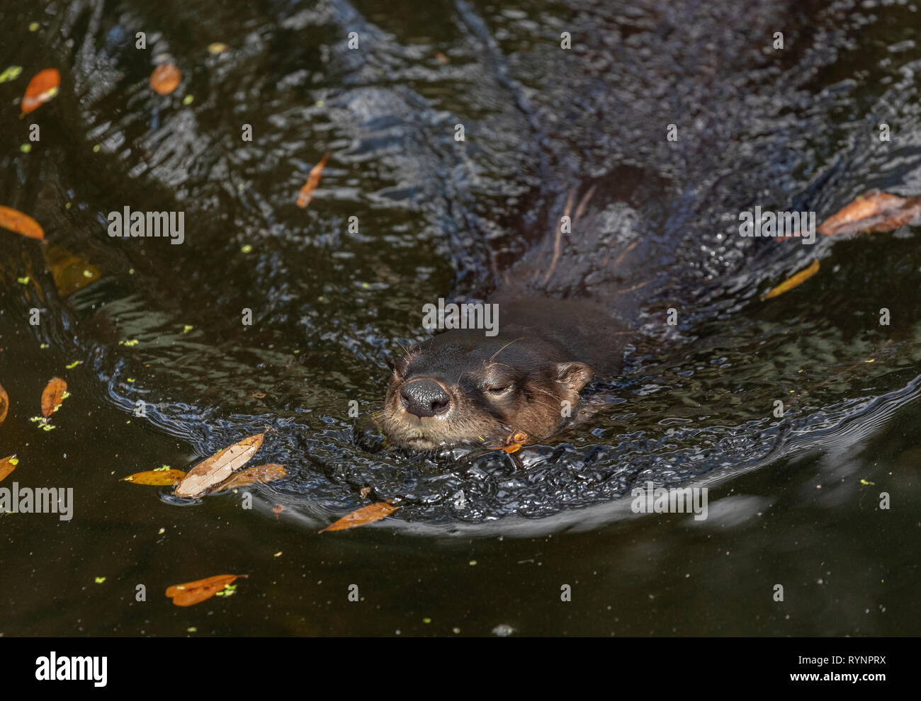 North American river otter, Lontra canadensis, swimming in river, Florida. Stock Photo