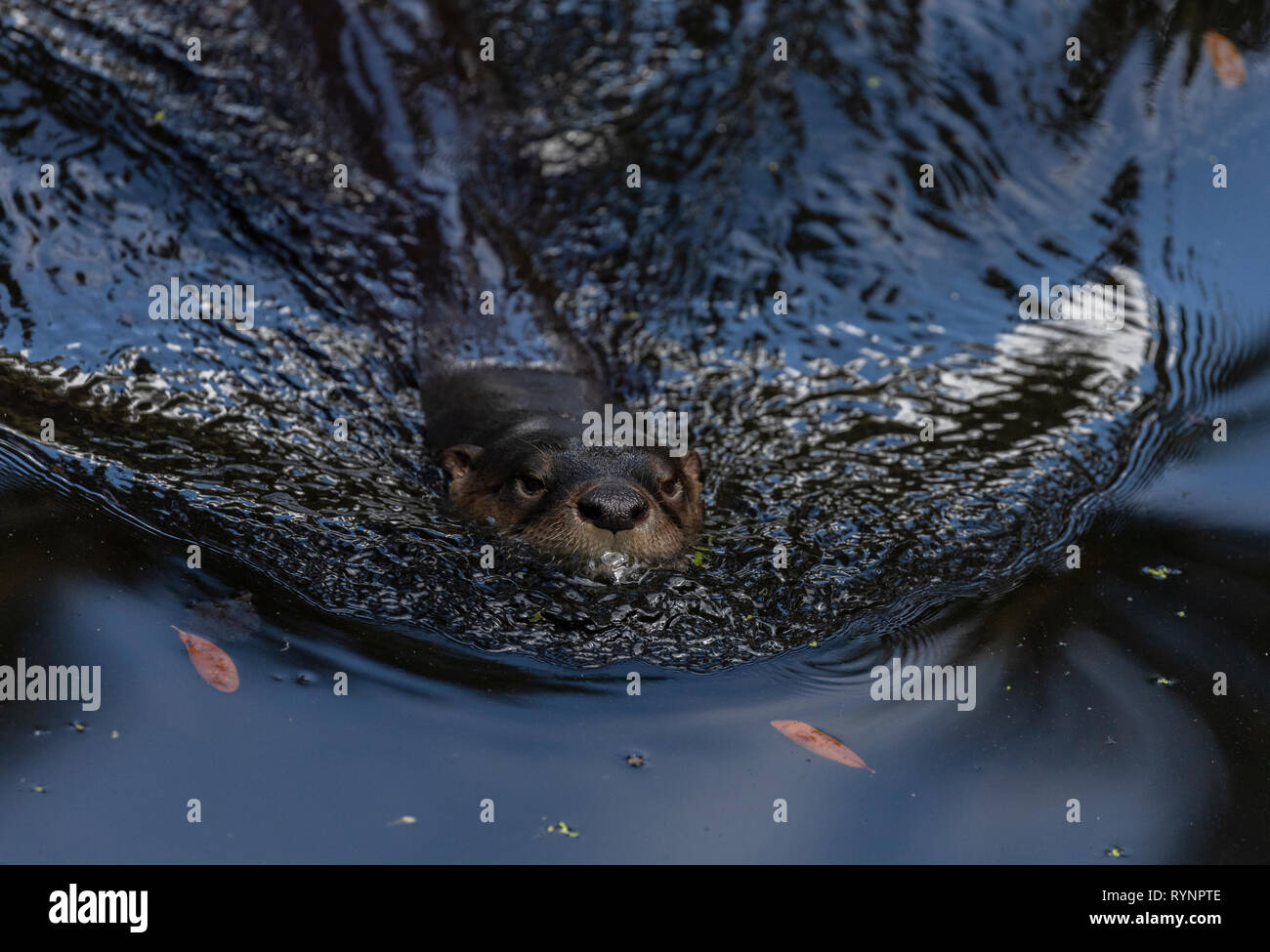 North American river otter, Lontra canadensis, swimming in river, Florida. Stock Photo