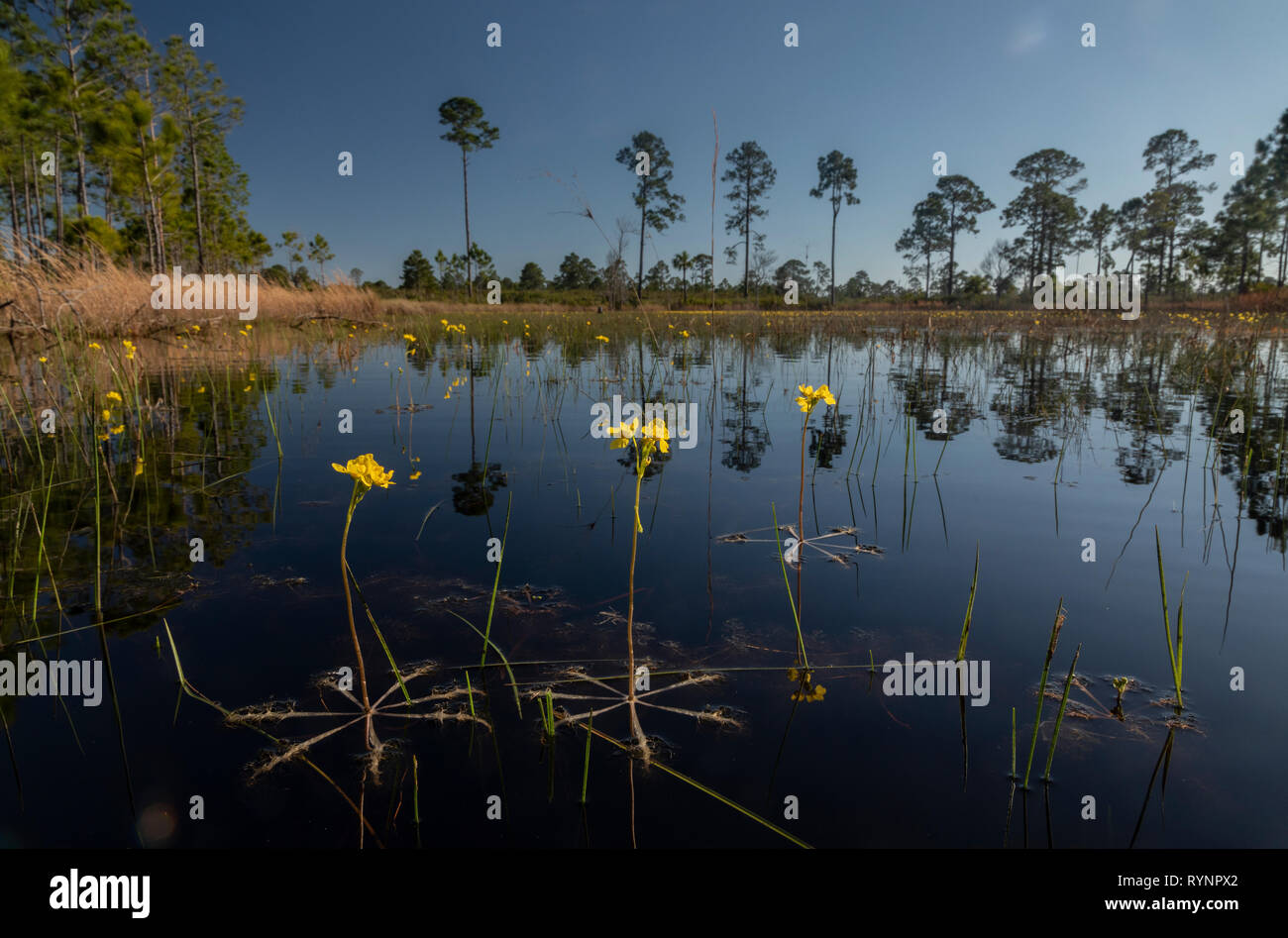 Swollen bladderwort, or large floating bladderwort, Utricularia inflata in a forest pond in Cedar Key Scrub State Reserve, Florida. Stock Photo