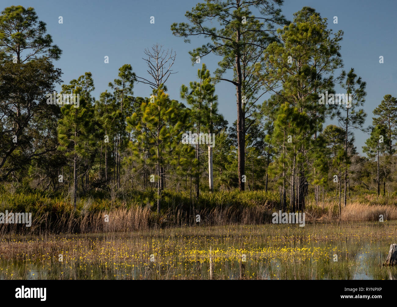 Swollen bladderwort, or large floating bladderwort, Utricularia inflata