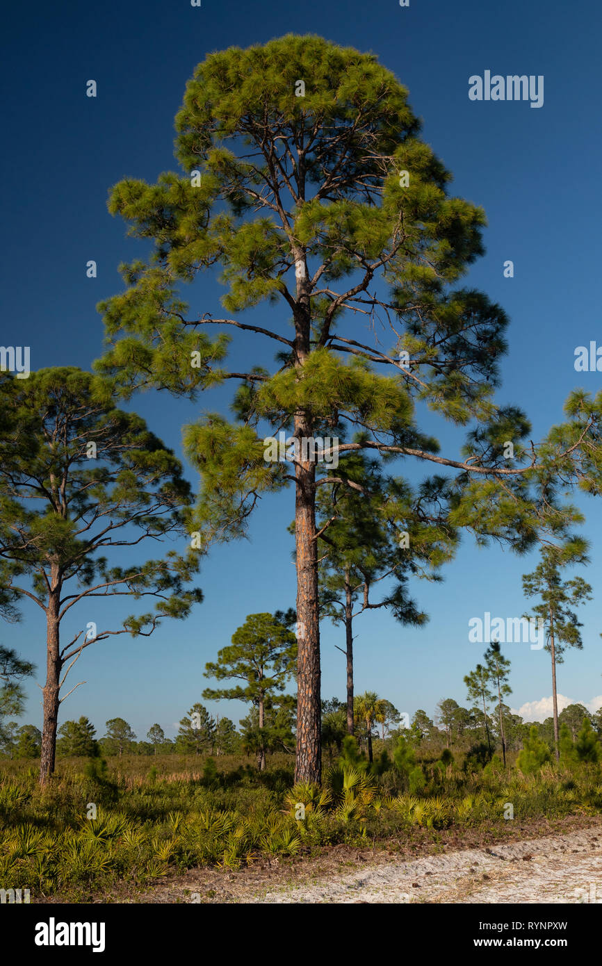 Slash Pine, Pinus ellioti, in Cedar Key Scrub State Reserve, West Florida. Stock Photo