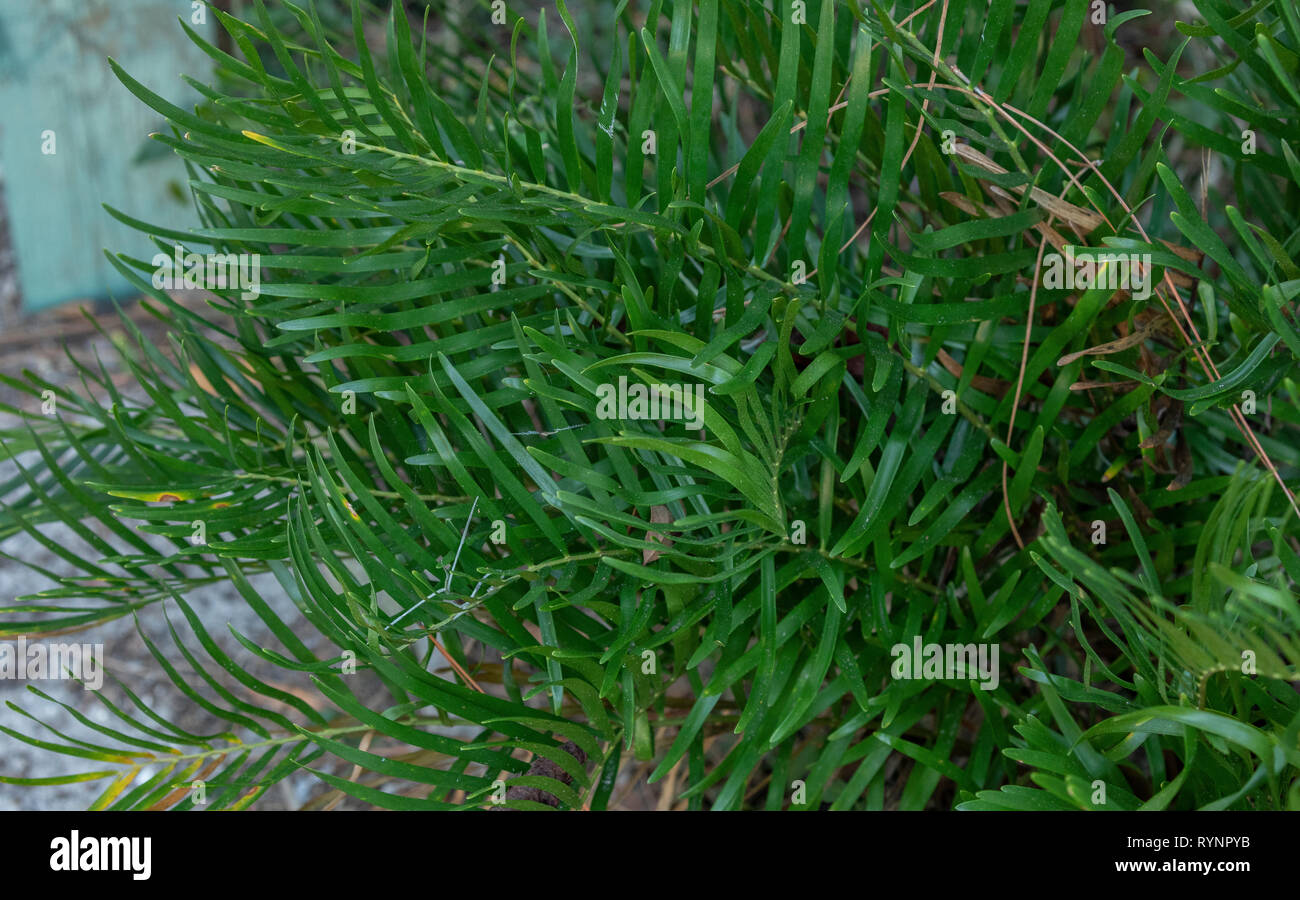 Narrow-leaved zamia, Zamia angustifolia, a dioecious cycad, Florida. Stock Photo