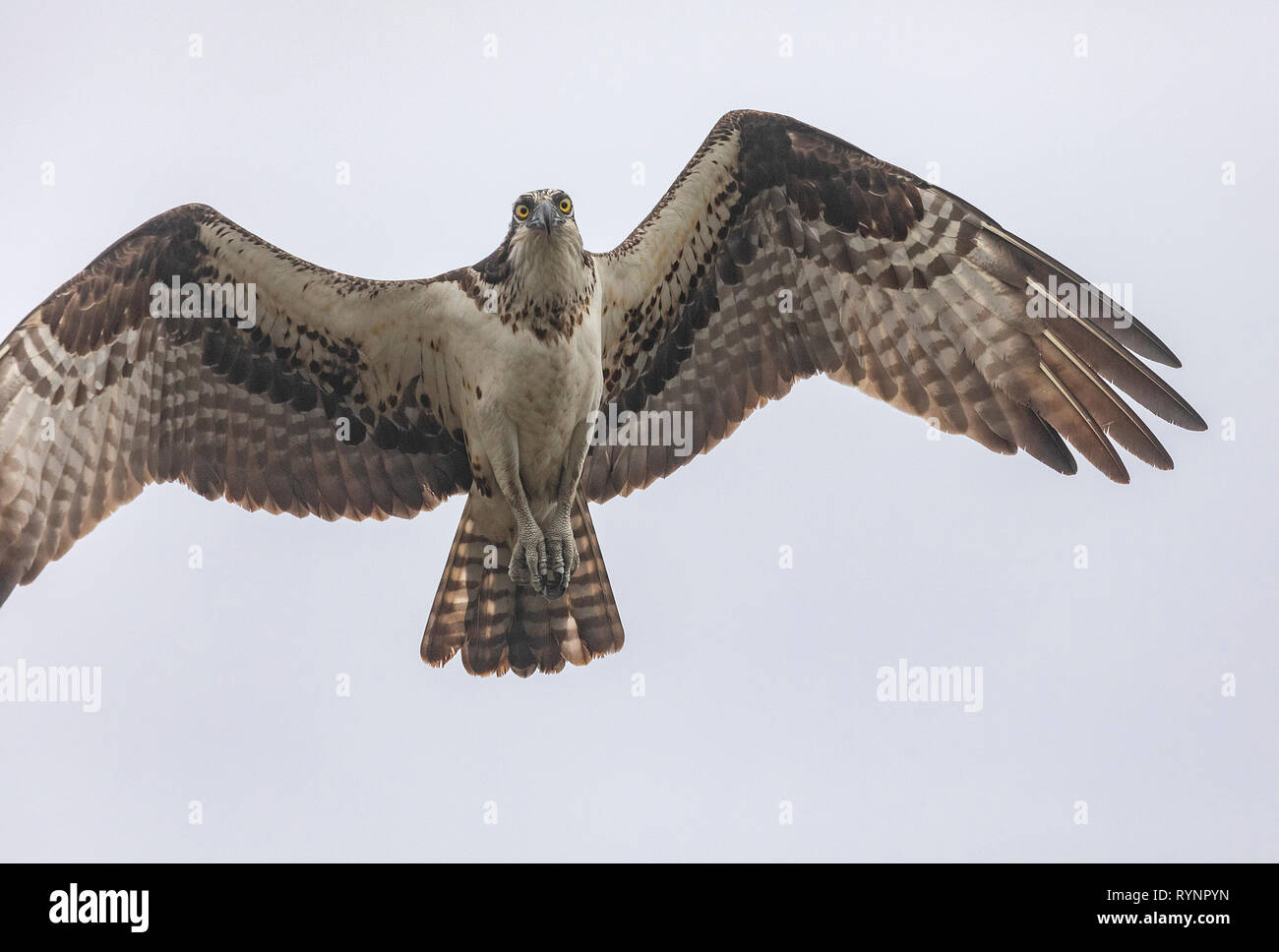 Osprey, Pandion haliaetus, in flight. Stock Photo