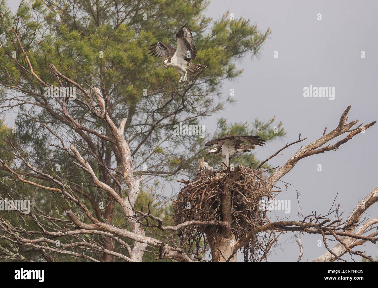 Osprey pair, Pandion haliaetus, in flight over the nest site in spring. Stock Photo