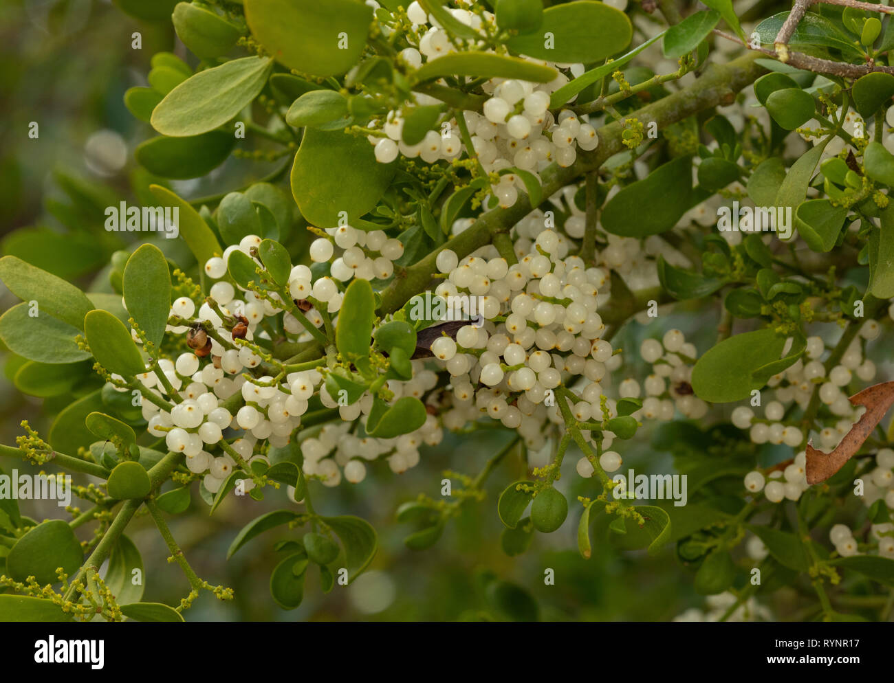 Oak Mistletoe, Phoradendron leucarpum, in fruit, Florida Stock Photo