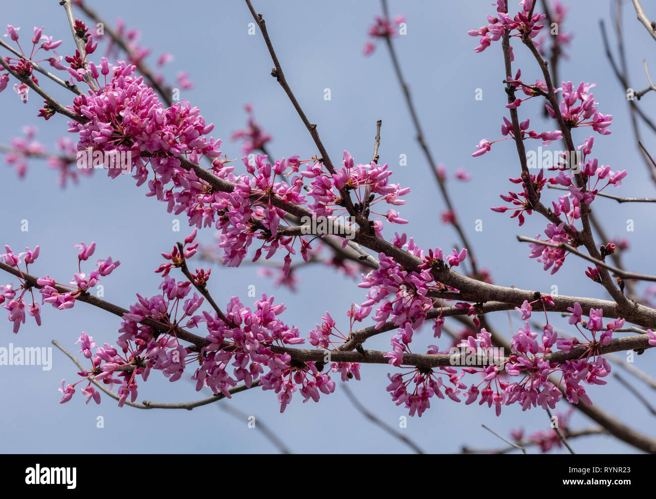 Eastern Redbud, Cercis canadensis, in flower in early spring, Florida. Stock Photo