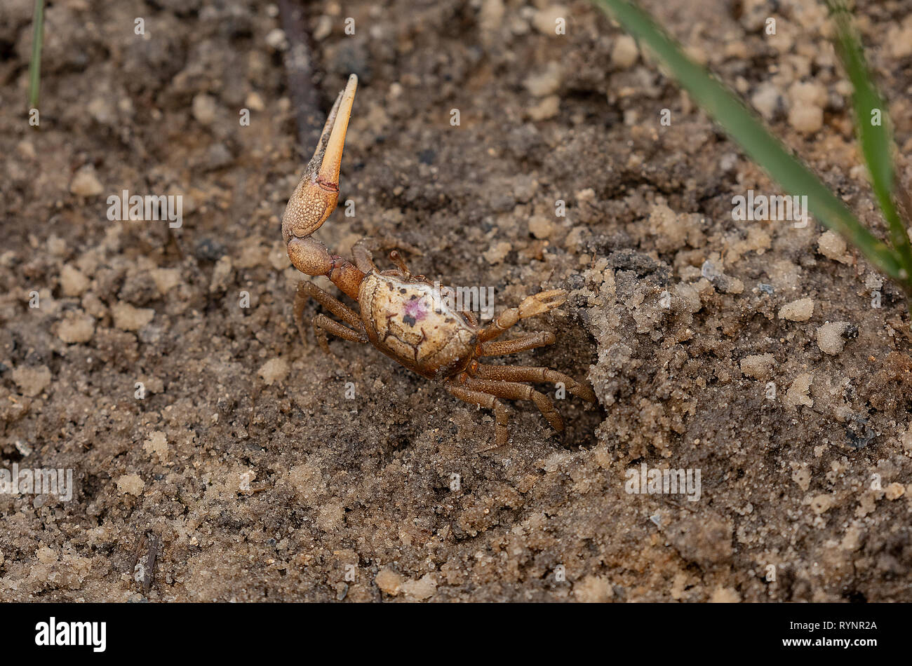 Littoral crab hi-res stock photography and images - Page 3 - Alamy