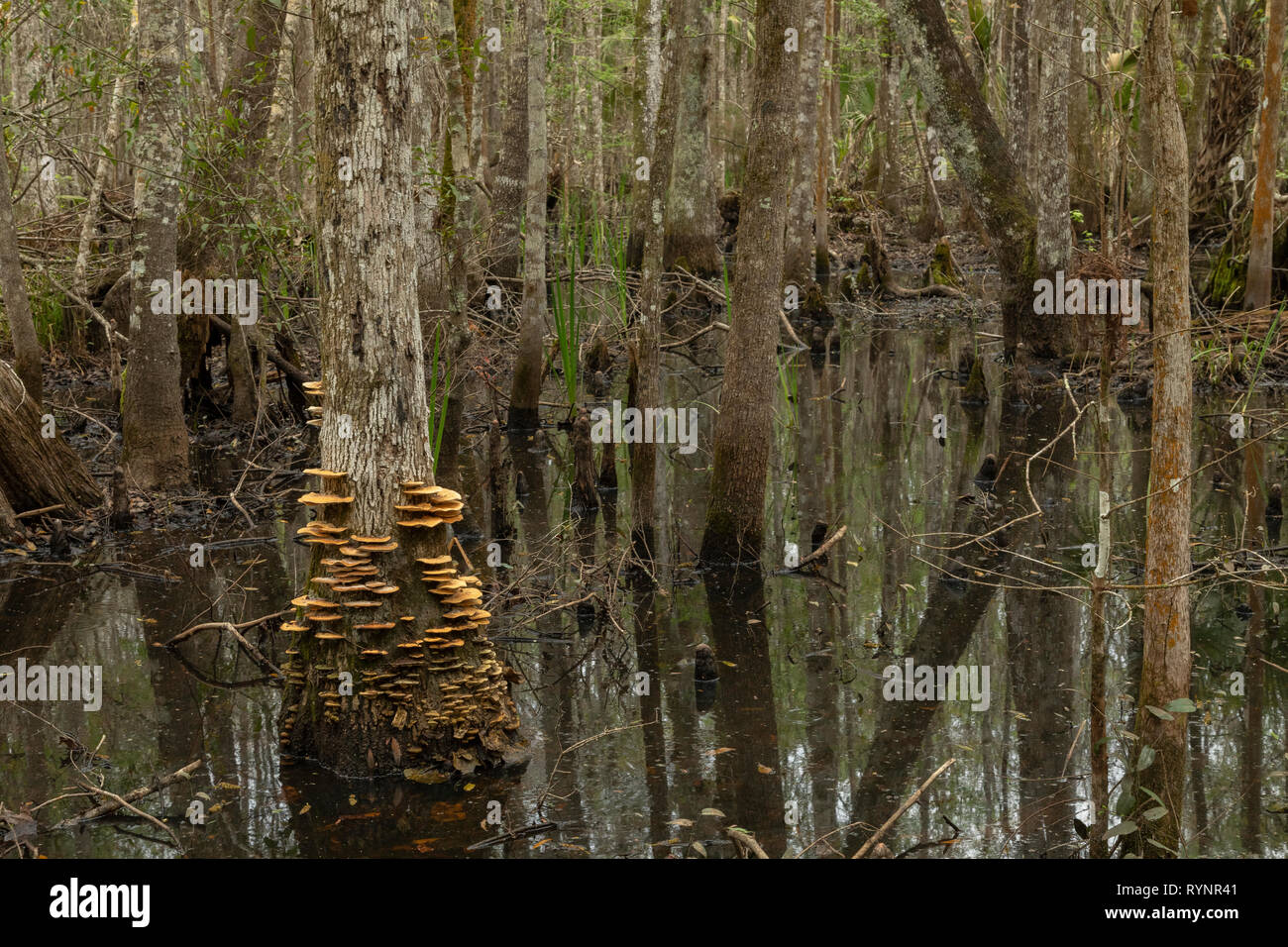 Bracket fungi on Swamp cypress, in Lower Suwannee National Wildlife Refuge, West Florida. Stock Photo