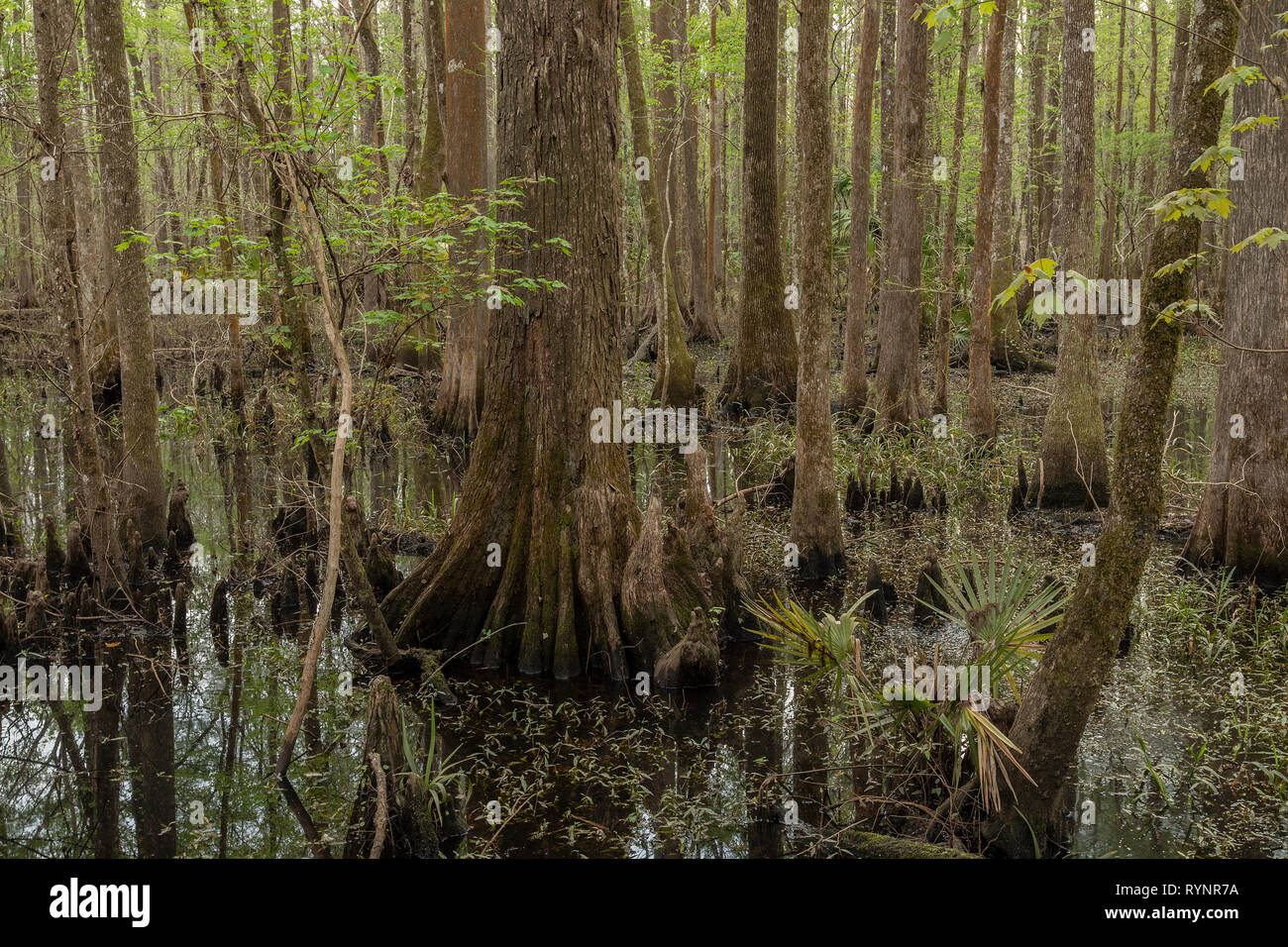 Bald Cypress, Taxodium distichum, woodland in Lower Suwannee National Wildlife Refuge, West Florida. Stock Photo