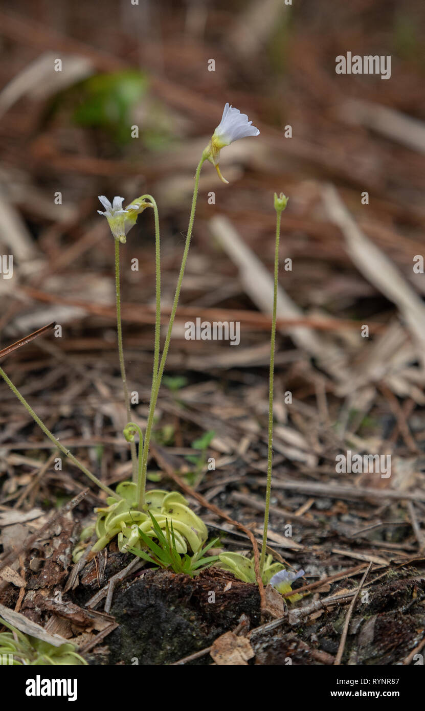 Small Butterwort, Pinguicula pumila, in flower in damp forest clearing, West Florida Stock Photo
