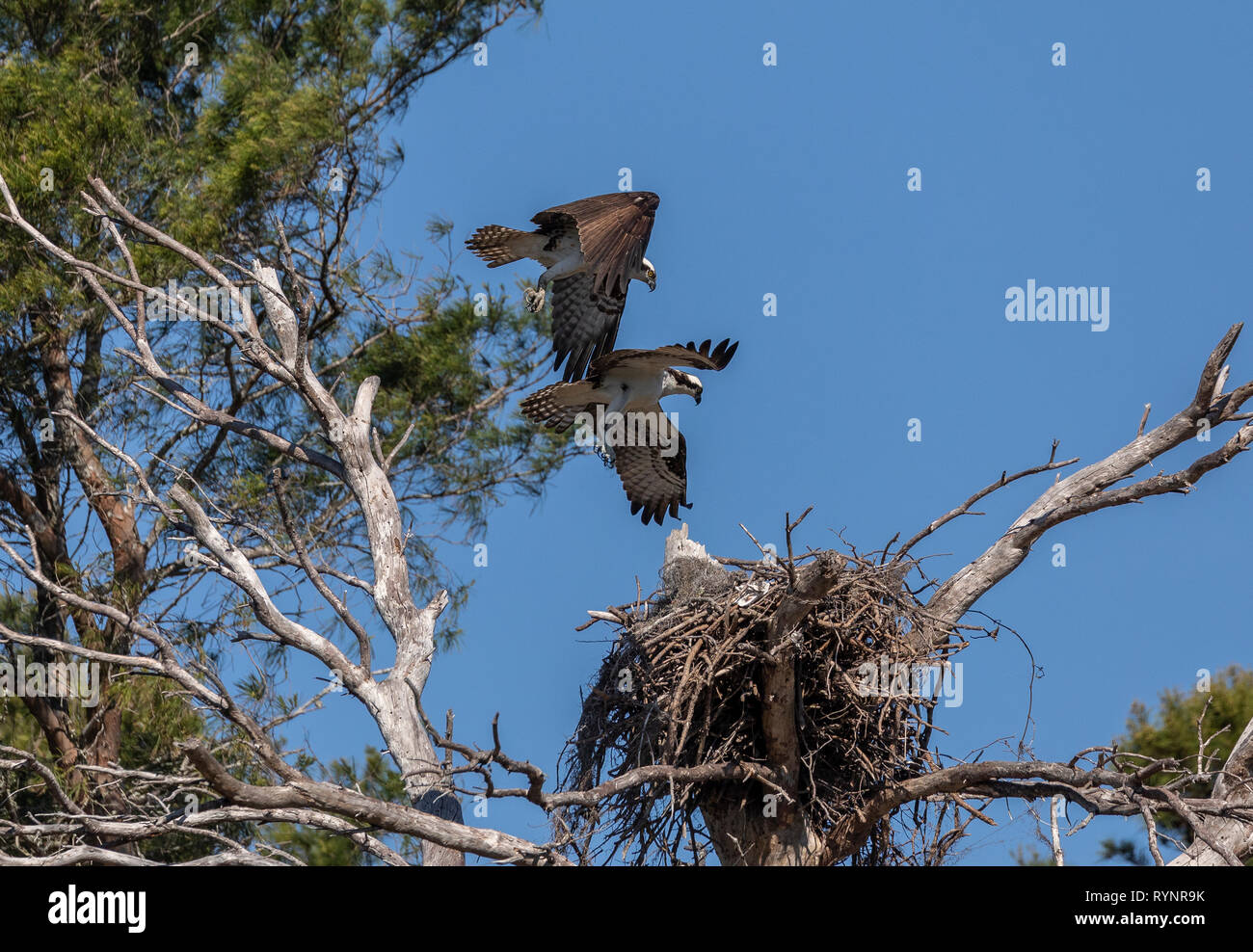 Osprey pair, Pandion haliaetus, in flight over the nest site in spring. Stock Photo