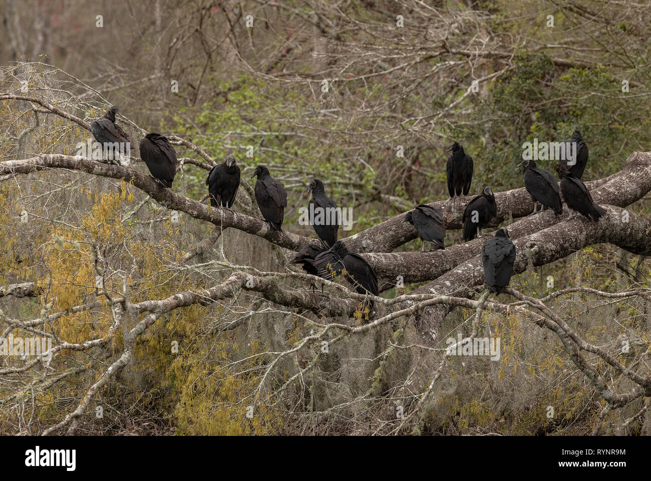 Group of black vultures, Coragyps atratus, also known as the American