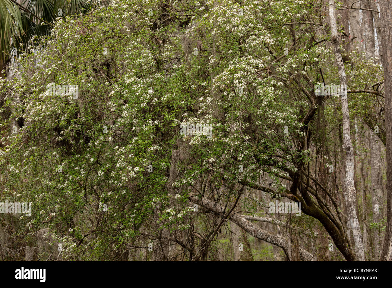 Walter's Viburnum, Small-leaf Viburnum, Viburnum obovatum,   in Wakulla Springs State Park. Stock Photo
