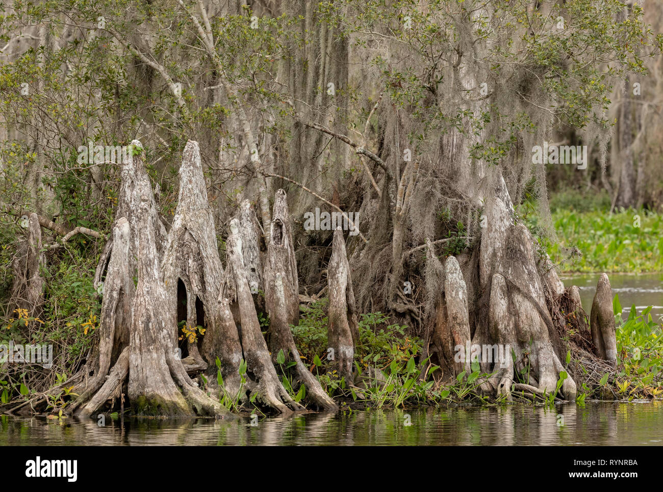 Bald Cypress, Taxodium distichum, woodland in Lower Suwannee National Wildlife Refuge, West Florida. Stock Photo