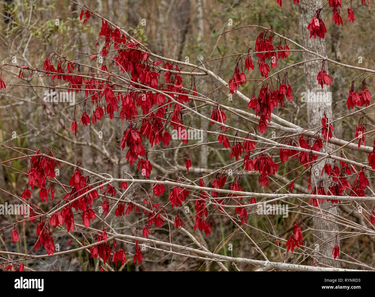 Red maple, Acer rubrum in fruit in winter, with beautiful red samaras. Florida. Stock Photo