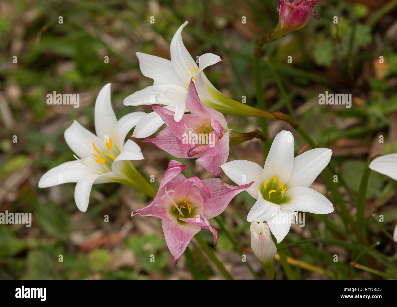 Atamasco-lily, Zephyranthes atamasca in flower in damp grassland ...