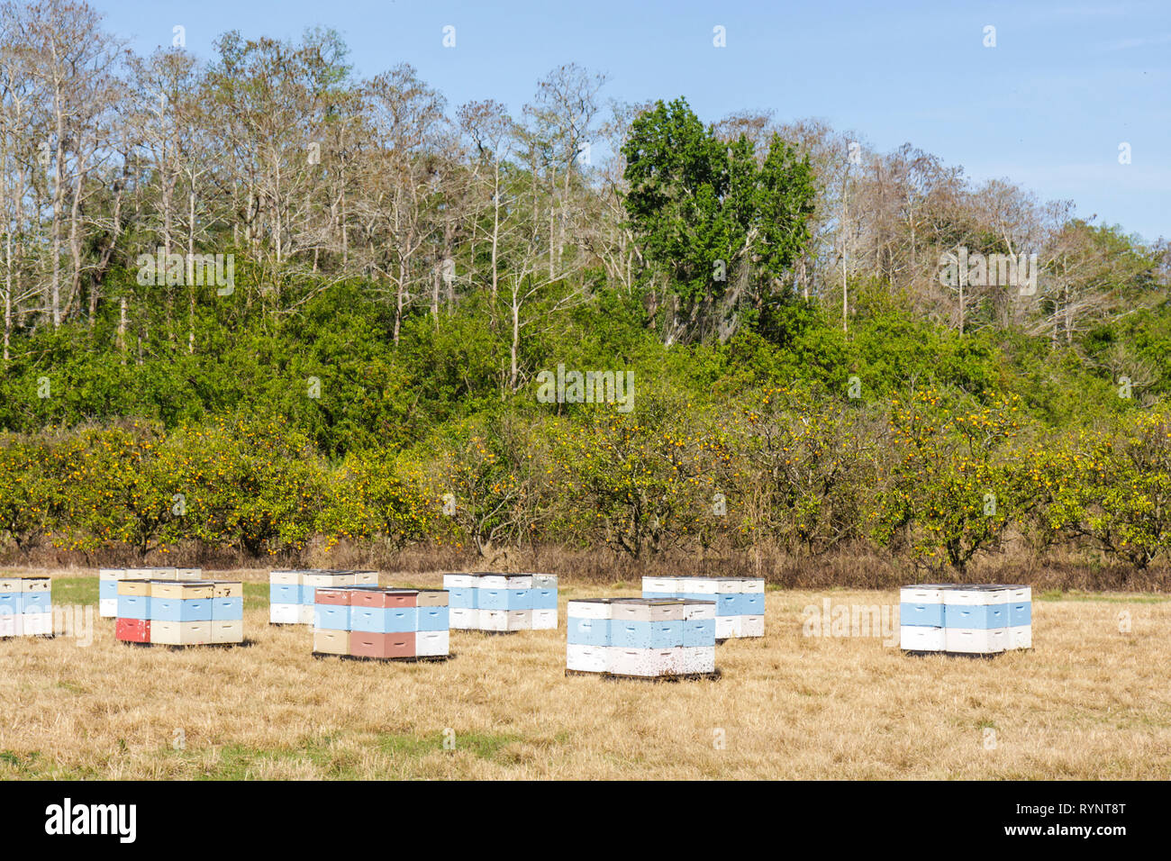 Florida Hendry County,Big Cypress,Seminole Indian Reservation,Native American Indian indigenous peoples,orange grove,beehive,man made,honey bee,domest Stock Photo
