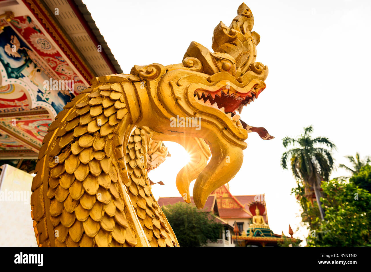 Stunning view of a beautiful gold-covered Naga (Snake Beings) in front of the Wat That Luang Tai during sunset. Vientiane, Laos. Nagas are mythical se Stock Photo