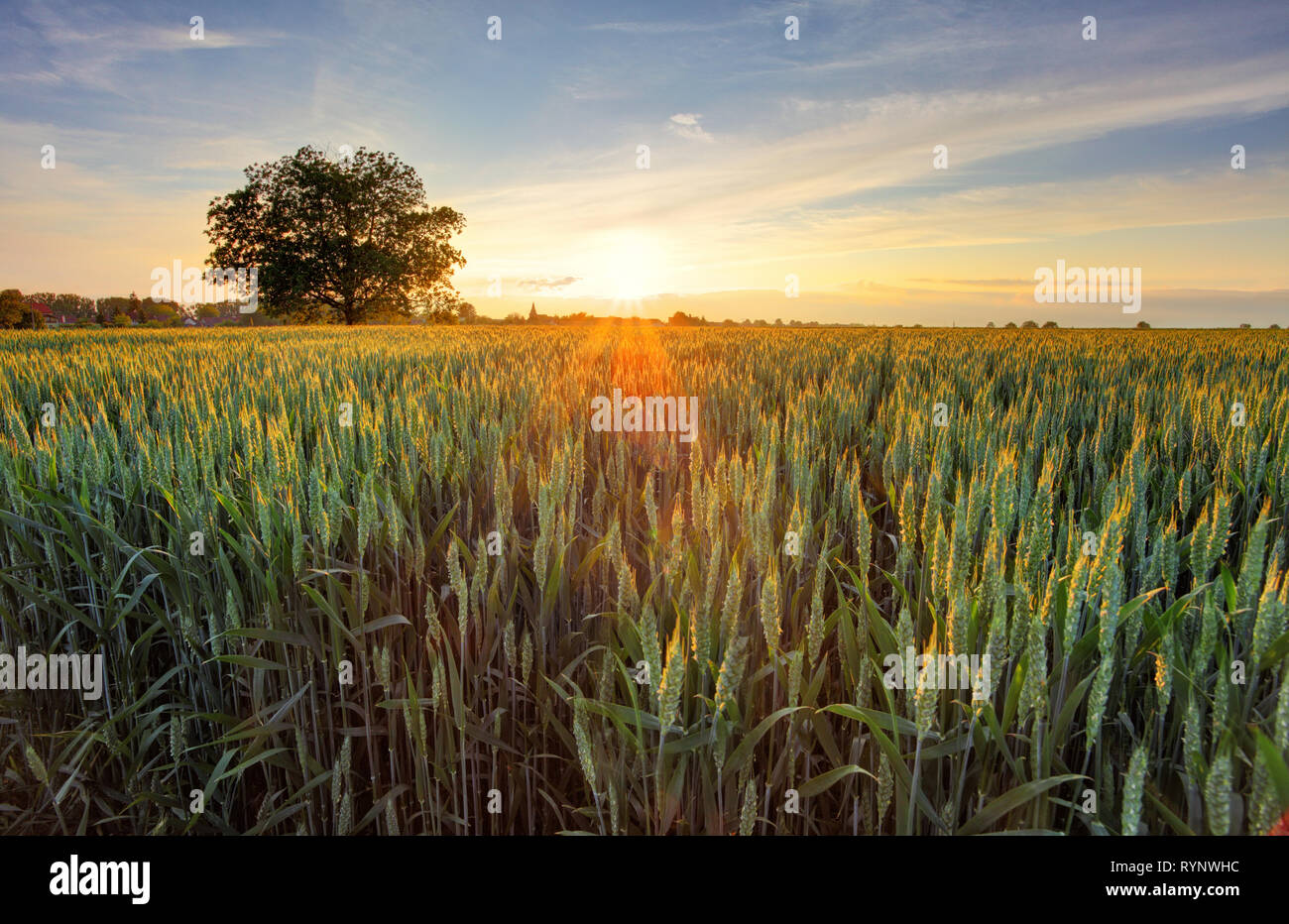 Wheat field on nature hi-res stock photography and images - Alamy