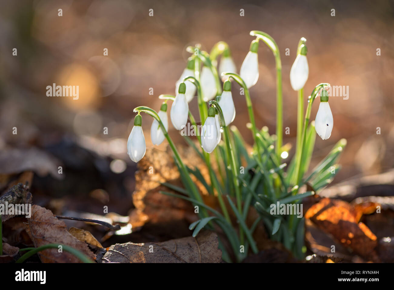 beautiful spring flowers in the forest. Snowdrops in front of blurred  backlight Stock Photo