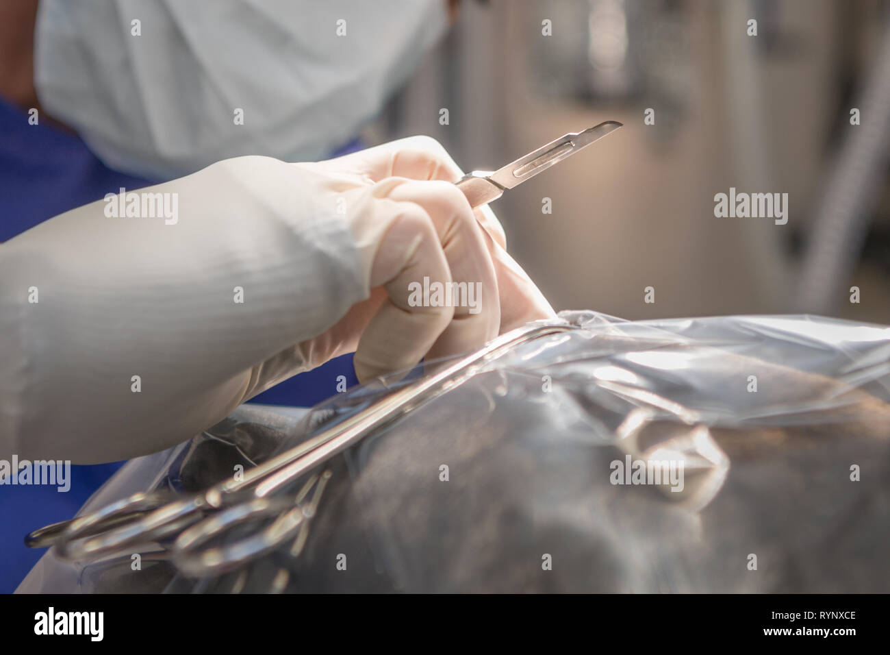 Vet with scalpel just before the operation.Close-up of a woman with surgical mask holding knife in the hand and with gloves Stock Photo