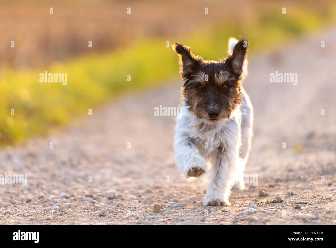 Are Jack Russell Terriers Fast