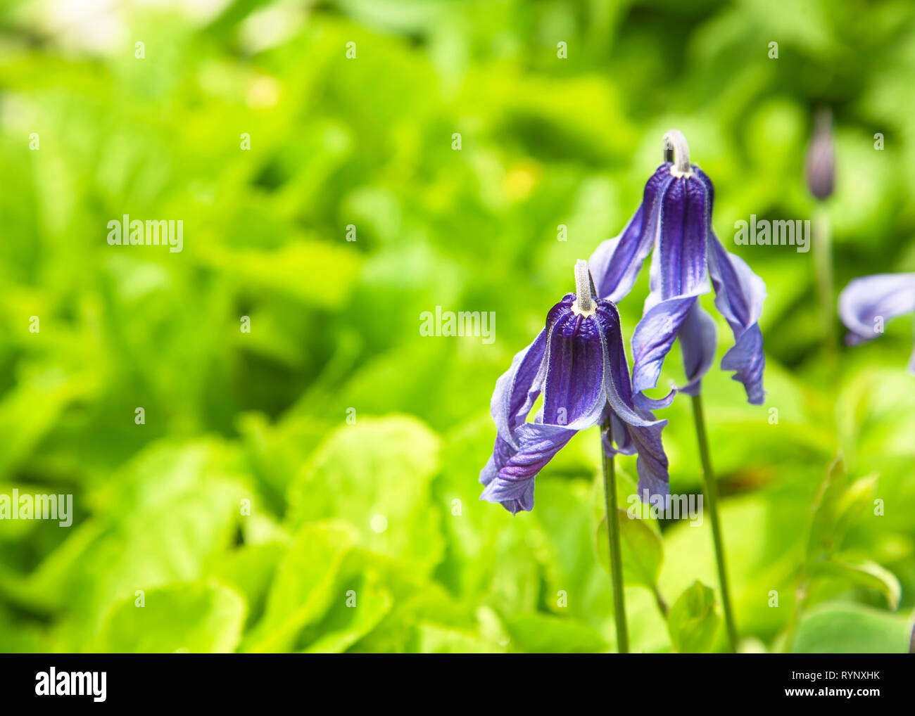 Flowers downward hires stock photography and images Alamy