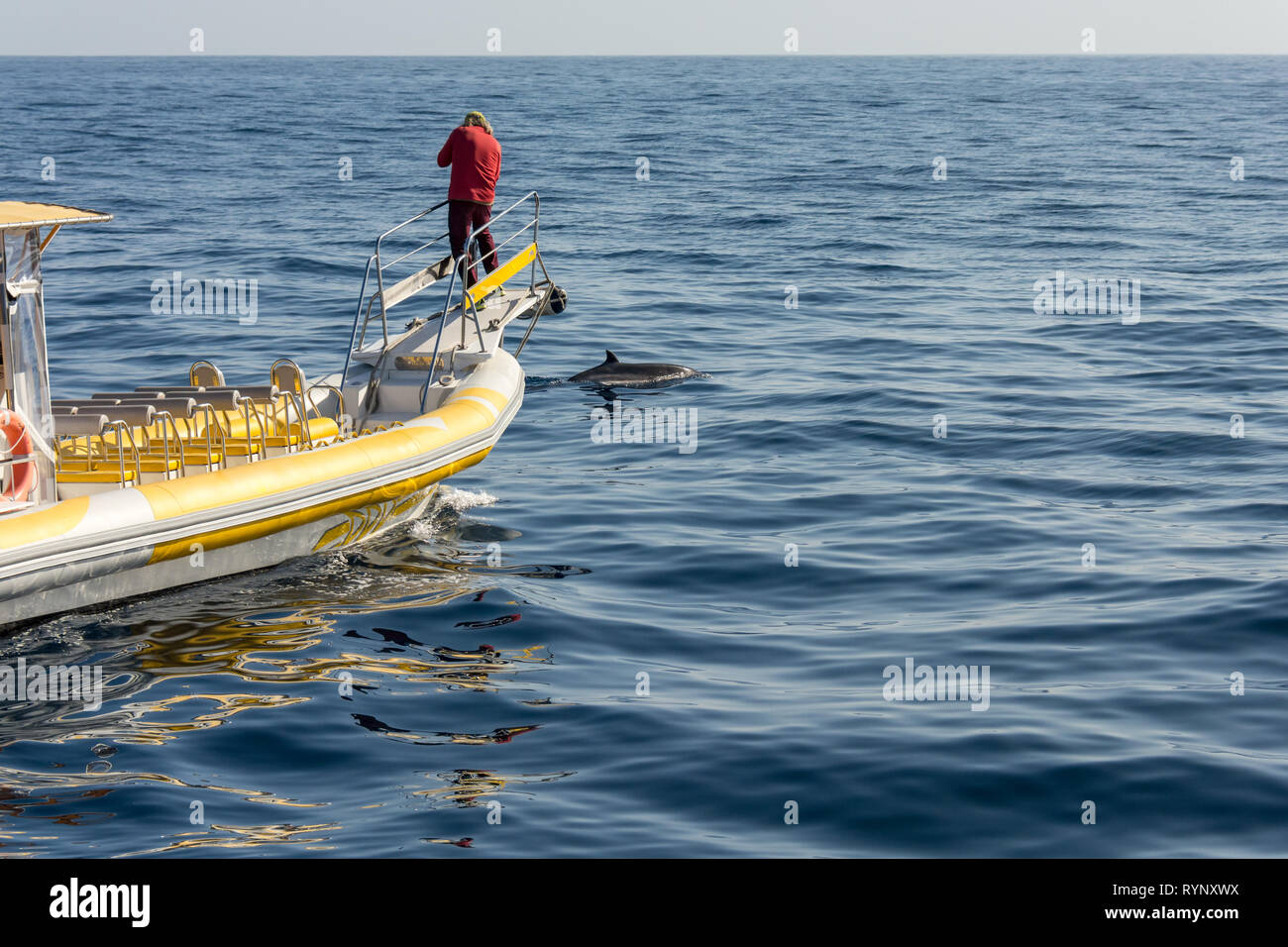 Marine biologist doing research and photographing whales. Stock Photo