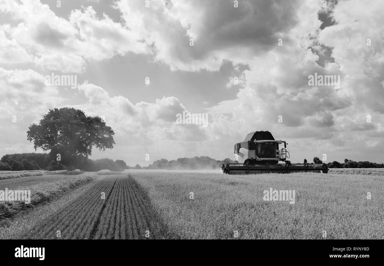 Modern machinery harvests a field of oats on a bright sunny morning in summer on August 10, 2018 in Beverley, Yorkshire, UK. Stock Photo