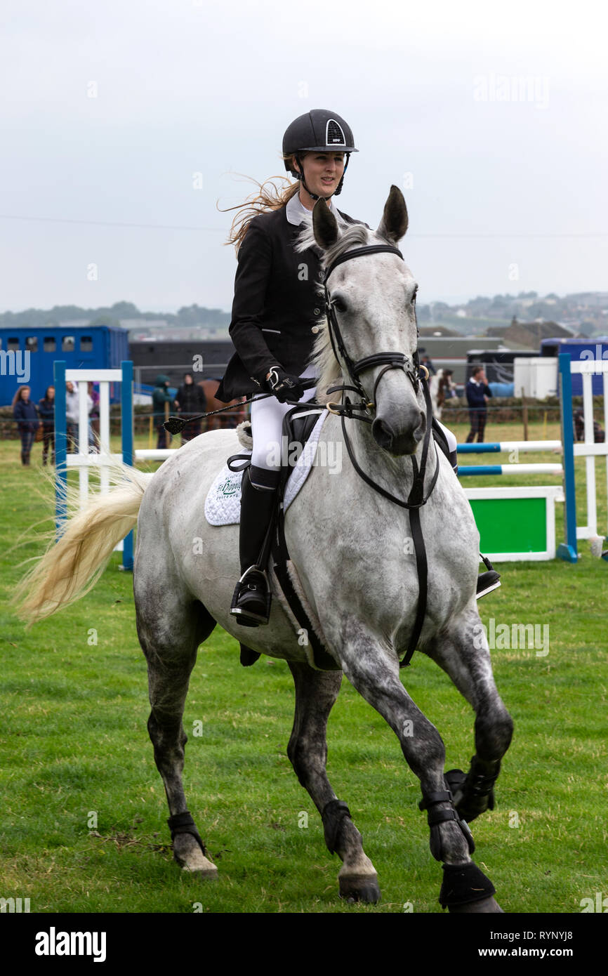Female showjumper on grey horse hires stock photography and images Alamy