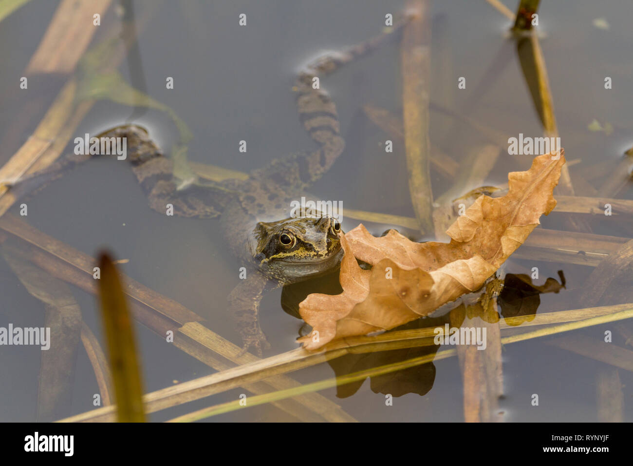 Frog common (Rana temporaria) greenish brown with dark blotches and  pale bluish white throat. Dark mask across and behind eye with yellow band below Stock Photo