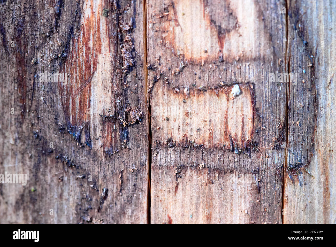 Pine tree wood eroded in wormholes suffers from bark beetle infection selected focus closeup texture background with copy space. Stock Photo