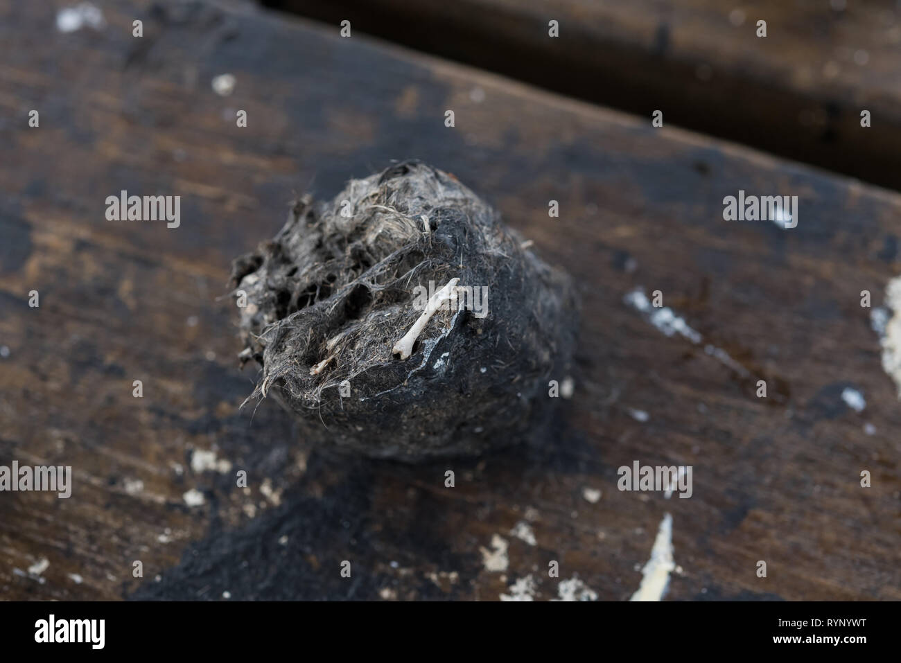 pellet and droppings of a barn owl  Stock Photo