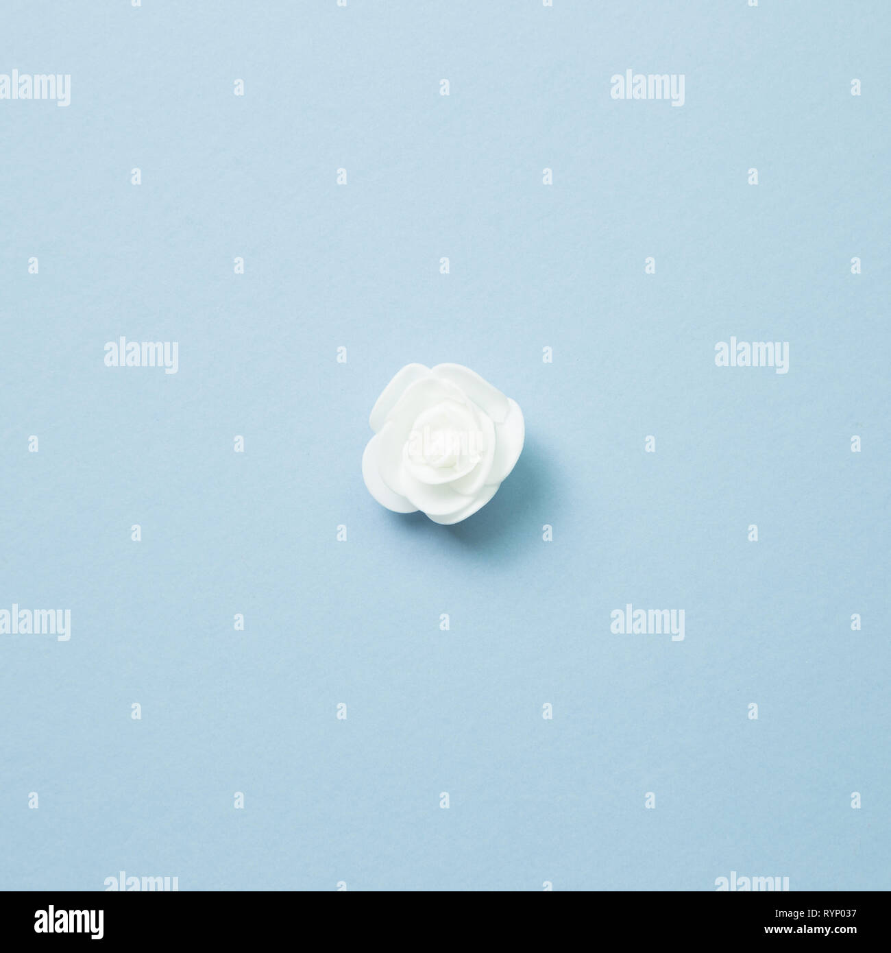 White rose flower on blue background Stock Photo - Alamy
