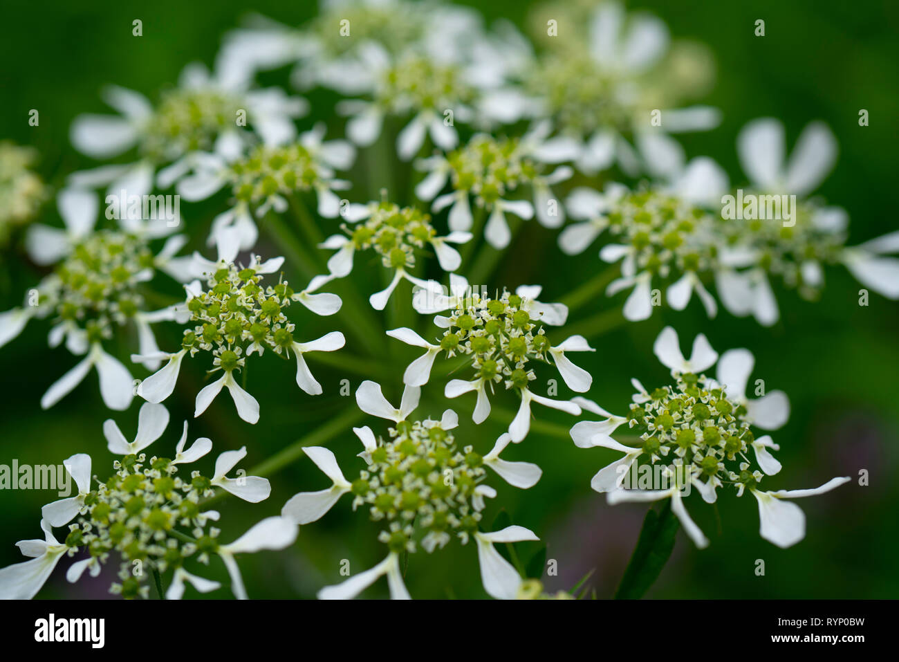 Macro image of Cow Parsley Flower Head in natural environment. Close up