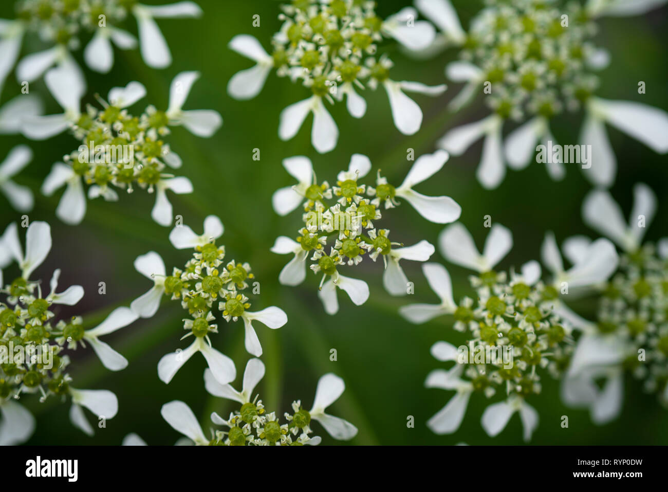 Macro image of Cow Parsley Flower Head in natural environment. Close up of cow parsley flower