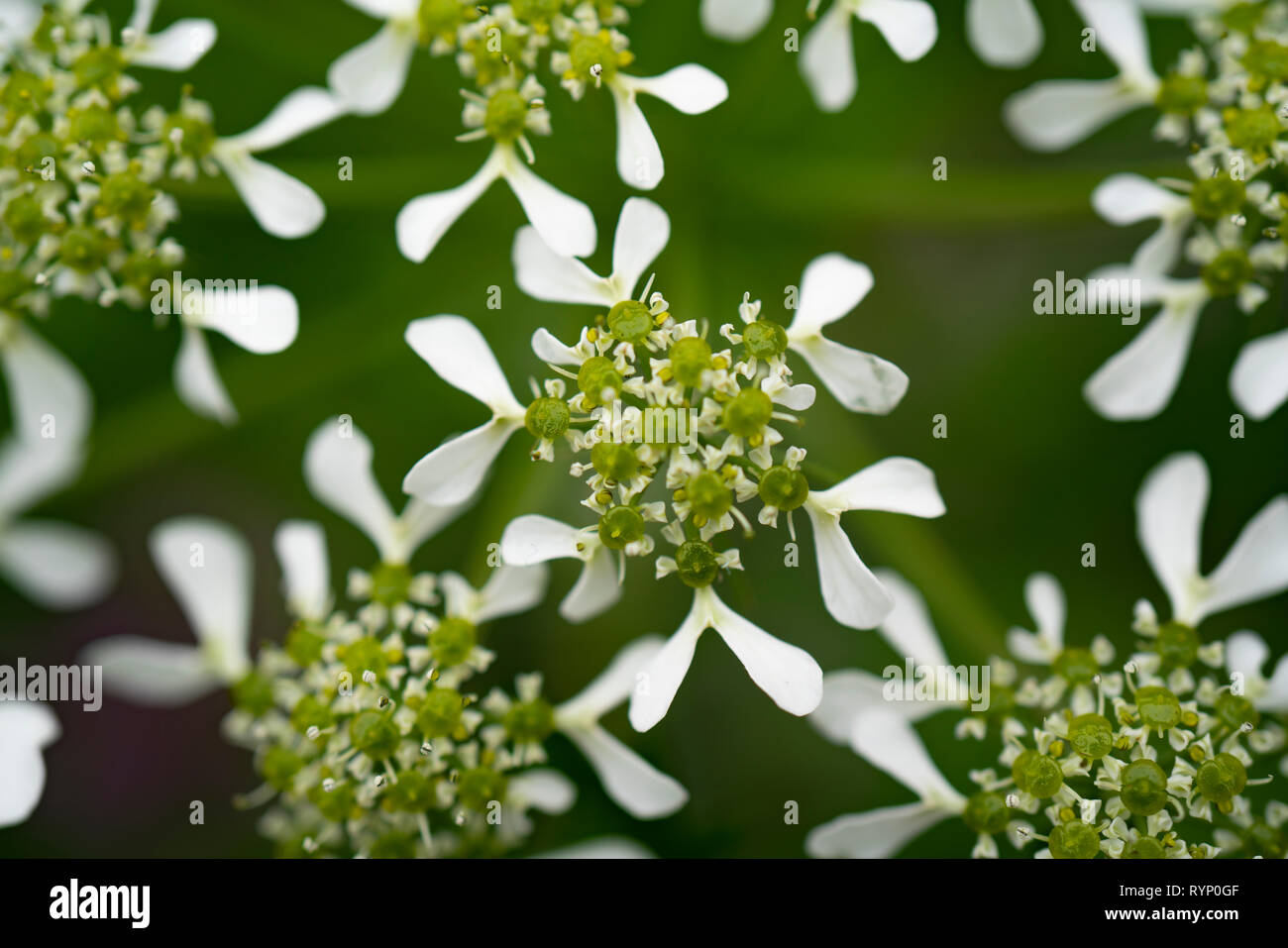 Macro image of Cow Parsley Flower Head in natural environment. Close up