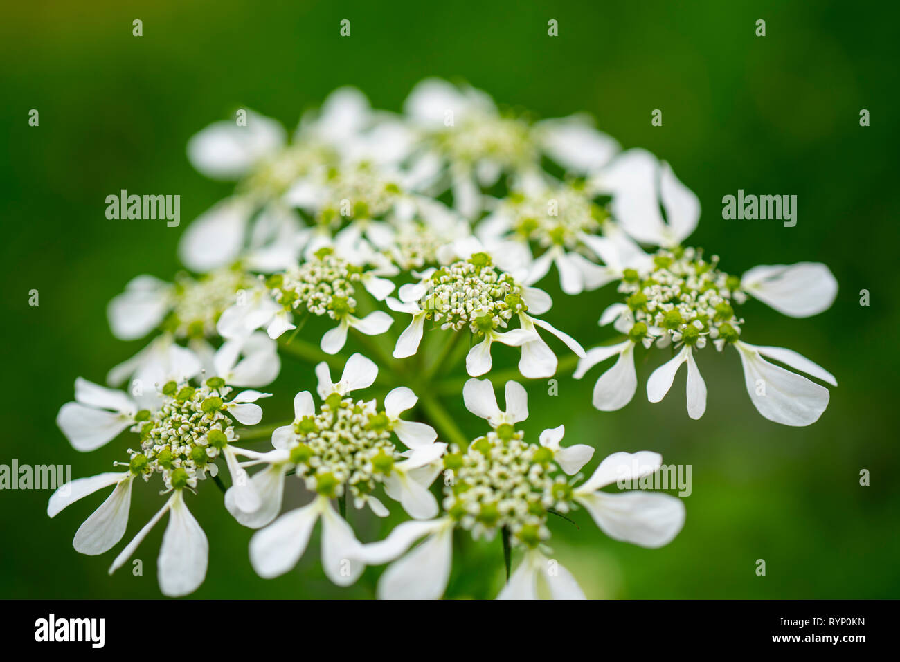 Macro image of Cow Parsley Flower Head in natural environment. Close up