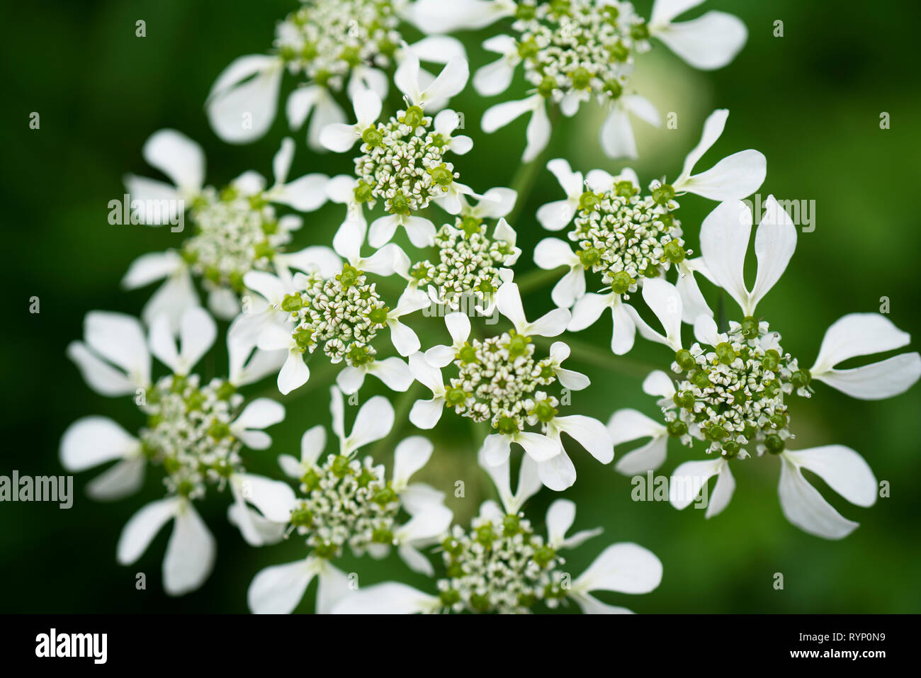 Macro image of Cow Parsley Flower Head in natural environment. Close up