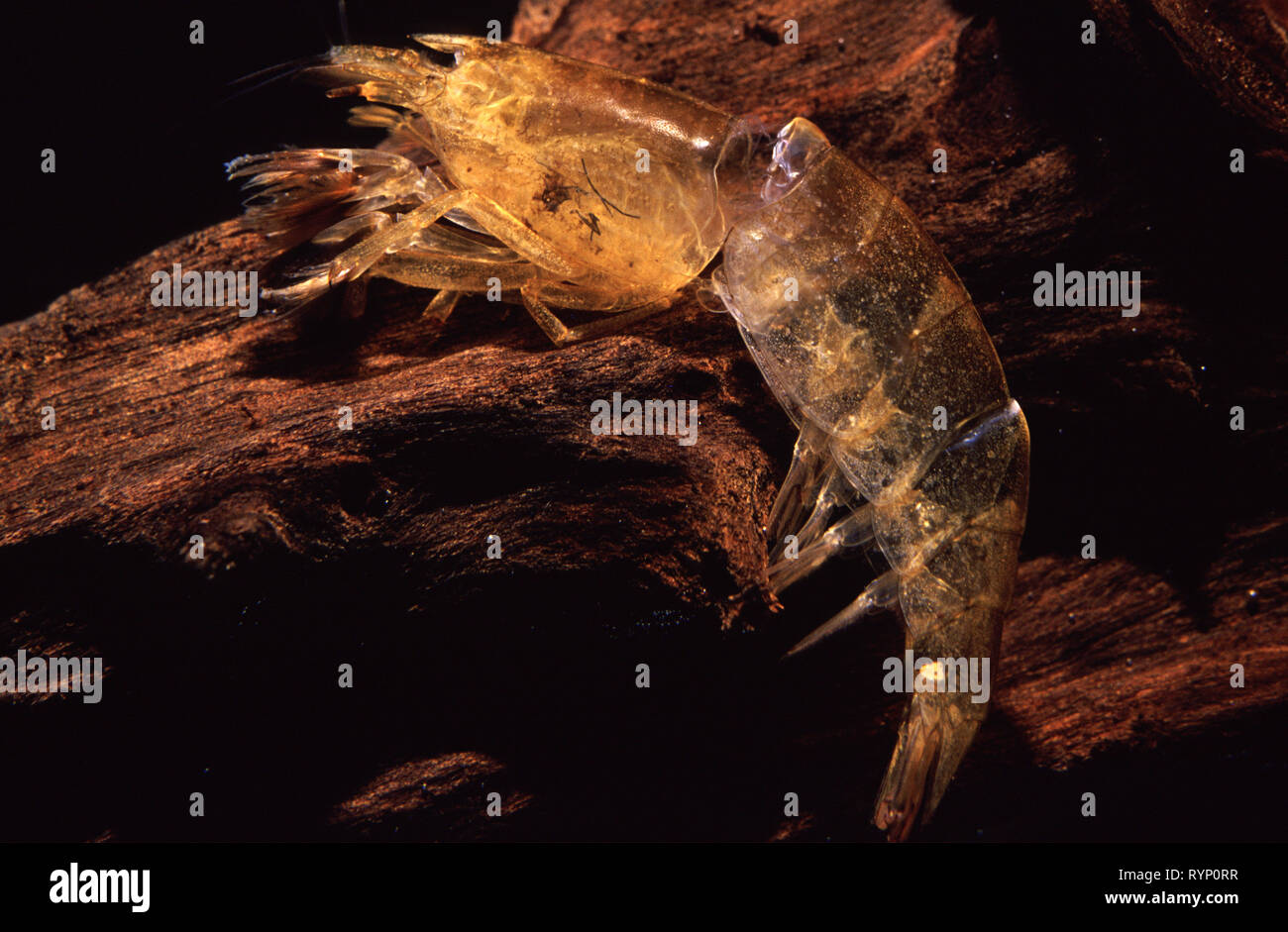 Exuviae (molt) of Fan or wood shrimp (Atyopsis spinipes) Stock Photo