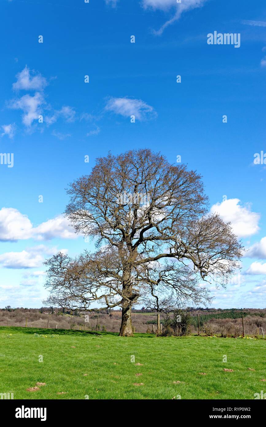 An oak tree without foliage in a field on a sunny spring day near Balcombe Sussex England UK Stock Photo